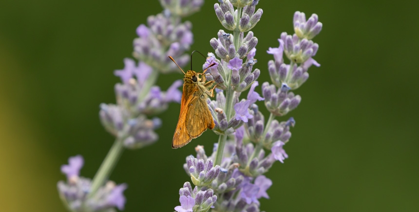 Etude sectorielle - Environnement et biodiversité