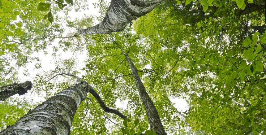 Image arbres