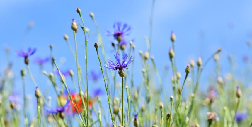 Focus sur fleurs des champs