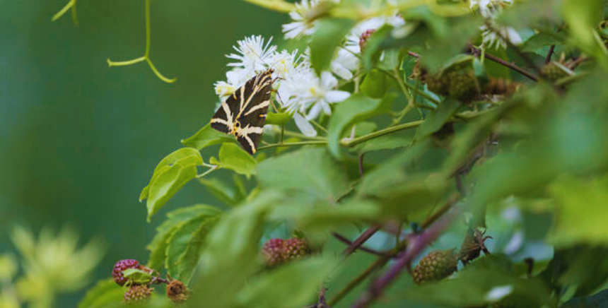 Papillon noir et blanc en premier plan posé sur des fleurs blanches, sur un fond végétal type mûrier - crédit photo © Philippe Massit - OFB
